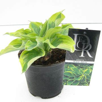 Hosta 'Wide Brim'
