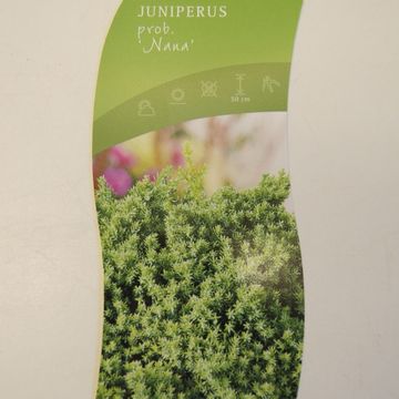 Juniperus procumbens 'Nana'