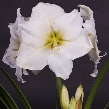 Hippeastrum WHITE STAR