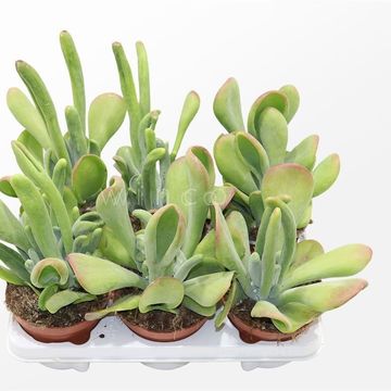 Kalanchoe thyrsiflora 'Oricula'
