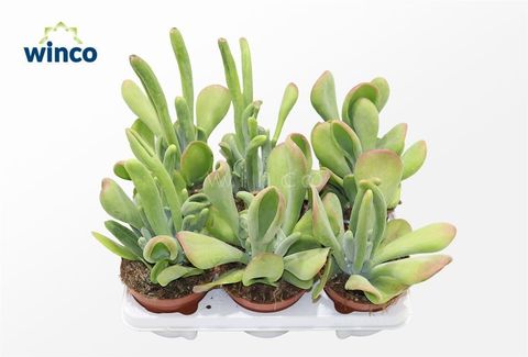 Kalanchoe thyrsiflora 'Oricula'