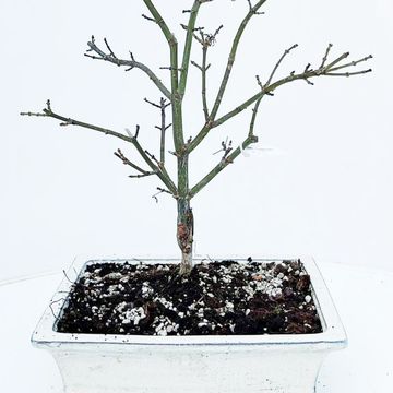 Acer palmatum 'Shaina'