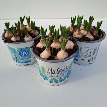 Muscari 'Manon'