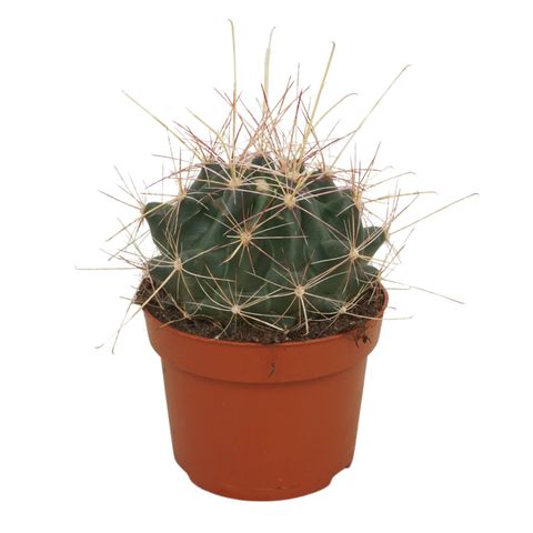 Ferocactus hamatacanthus