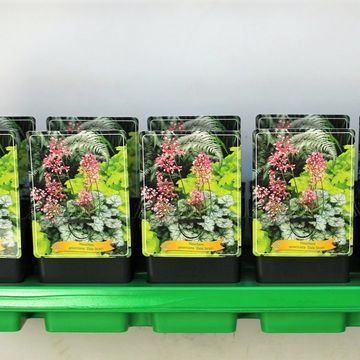 Heuchera americana 'Dale'