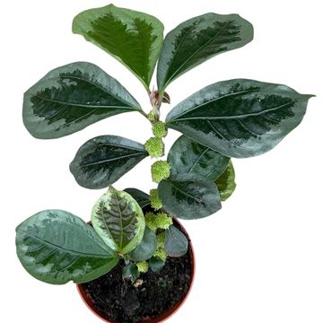 Elatostema vittatum