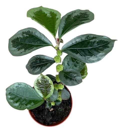 Elatostema vittatum