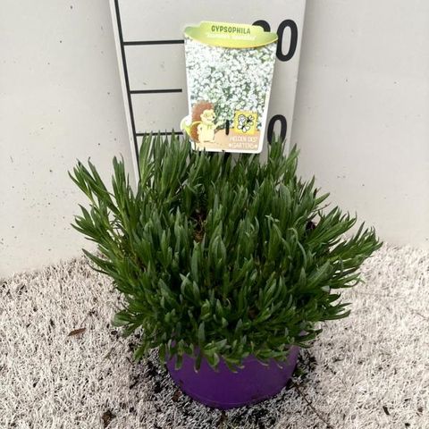 Gypsophila paniculata SUMMER SPARKLES