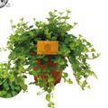 Peperomia rotundifolia
