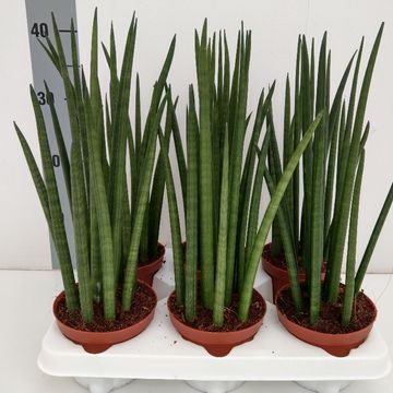 Sansevieria cylindrica 'Nina'