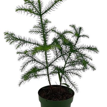 Araucaria heterophylla