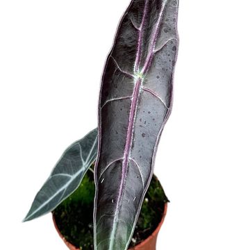 Alocasia longiloba PURPLE