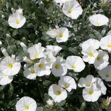 Convolvulus cneorum