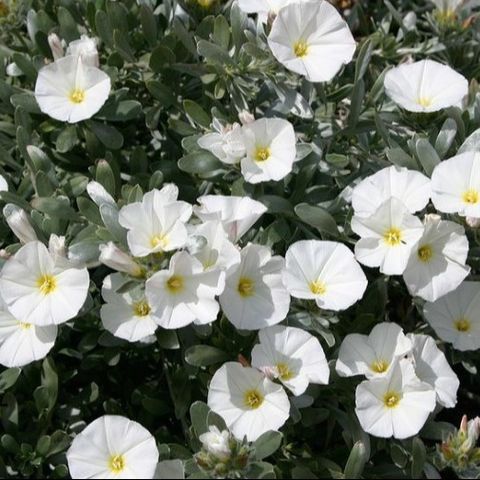 Convolvulus cneorum