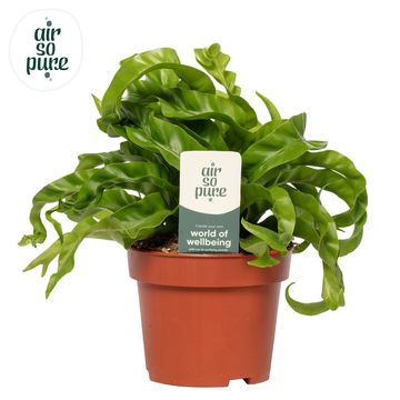 Asplenium antiquum 'Hurricane'