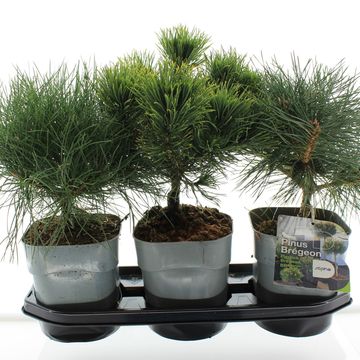 Pinus MIX