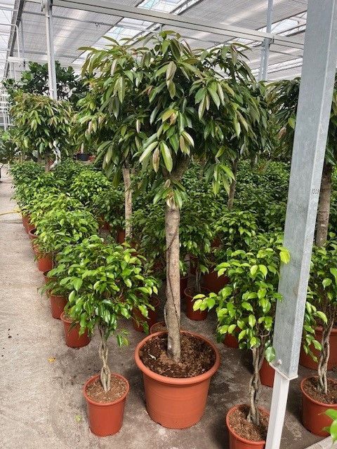 Ficus binnendijkii 'Amstel King'