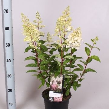 Hydrangea paniculata CANDLELIGHT