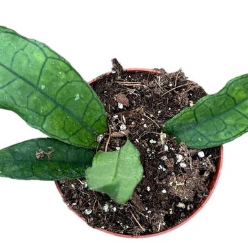 Hoya finlaysonii 'Sukirin'