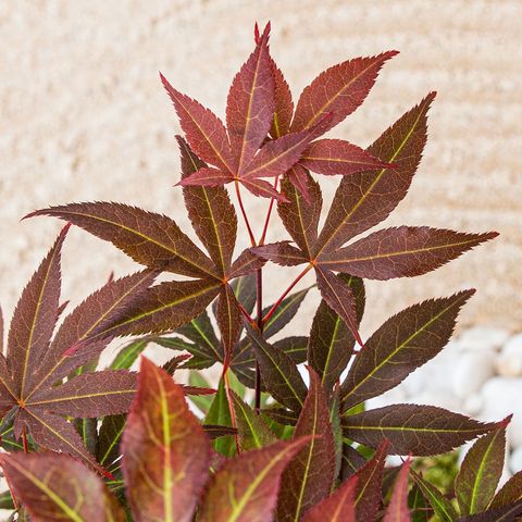 Acer palmatum 'Atropurpureum'