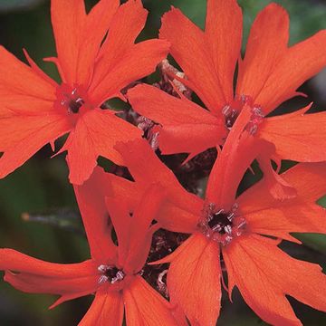 Lychnis x arkwrightii 'Vesuvius'