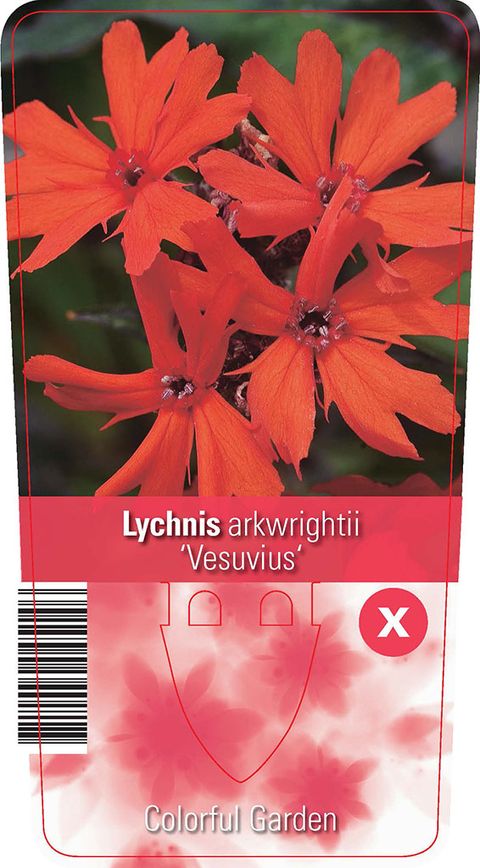 Lychnis x arkwrightii 'Vesuvius'