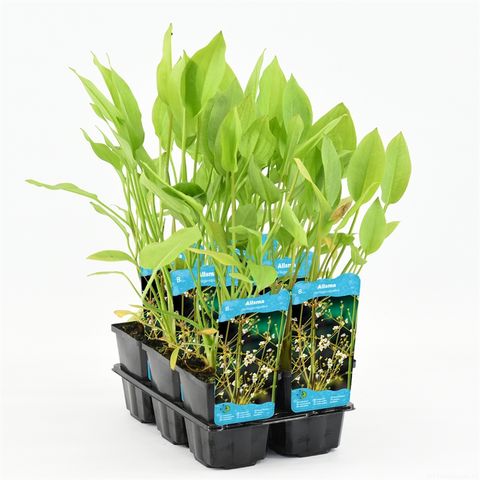 Alisma plantago-aquatica