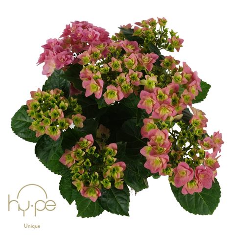 Hydrangea macrophylla 'Double Dutch Pink'