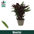 Calathea rufibarba 'Wavestar'