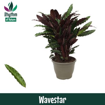Calathea rufibarba 'Wavestar'