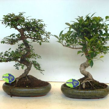 Bonsai MIX