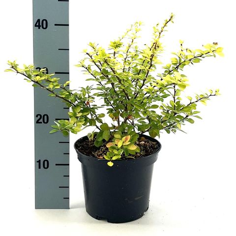 Berberis thunbergii 'Aurea'