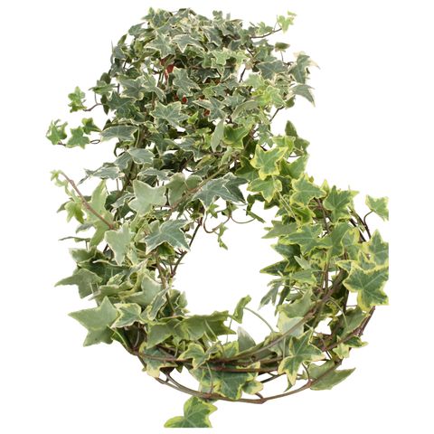 Hedera helix 'Goldchild'