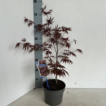 Acer palmatum 'Trompenburg'