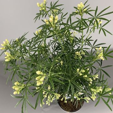 Choisya WHITE DAZZLER