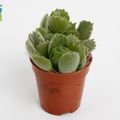 Cotyledon ladismithiensis