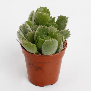 Cotyledon ladismithiensis