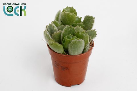 Cotyledon ladismithiensis