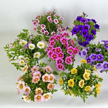 Calibrachoa CARELESS MIX