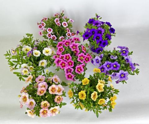 Calibrachoa CARELESS MIX