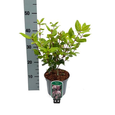 Viburnum tinus 'Ladybird'