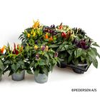 Capsicum annuum MIX