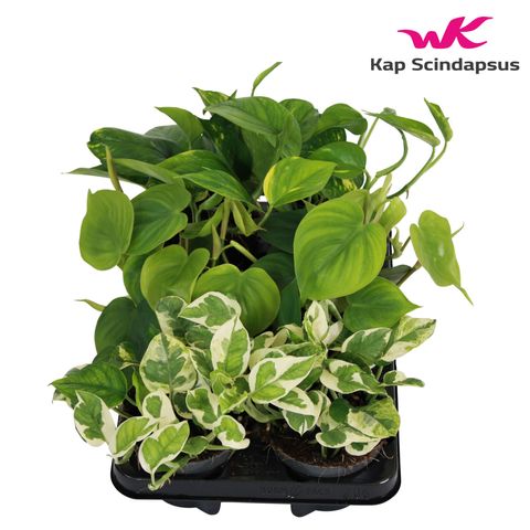 Epipremnum pinnatum MIX