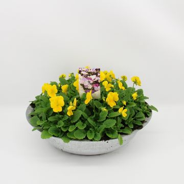 Viola CORNUTA MIX IN POT