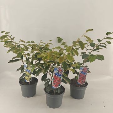 Hamamelis x intermedia MIX