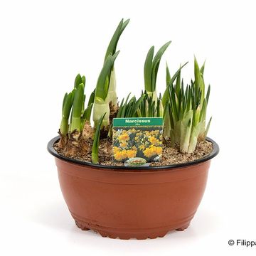 Narcissus MIX IN POT