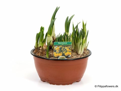 Narcissus MIX IN POT