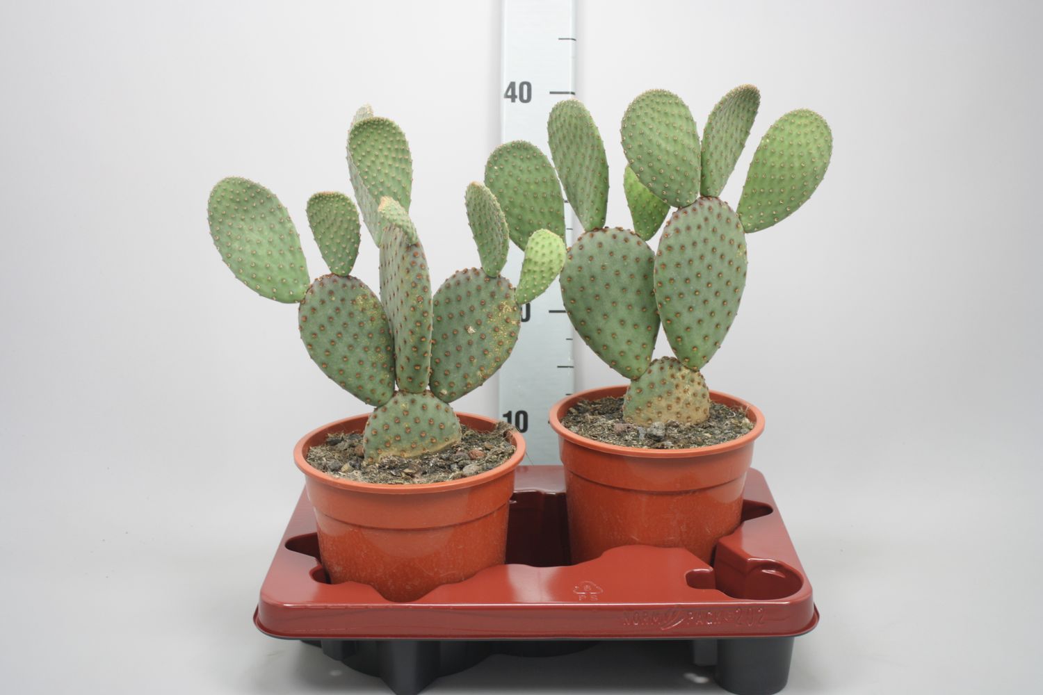Opuntia microdasys — Plant Wholesale FlorAccess
