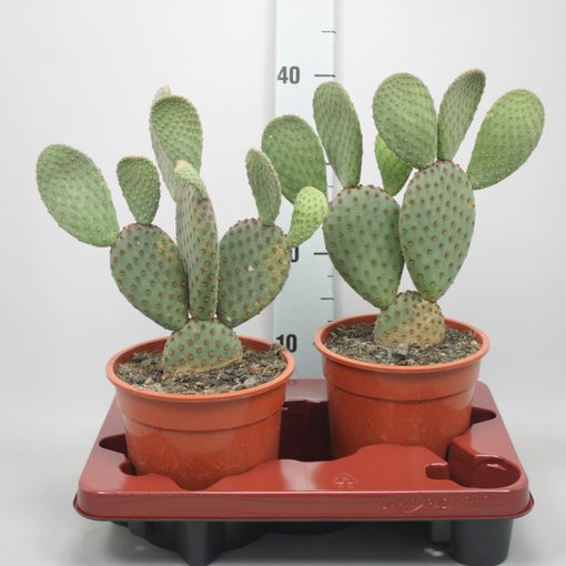 Opuntia microdasys