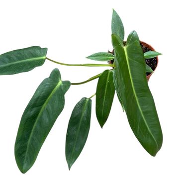 Philodendron spiritus-sancti